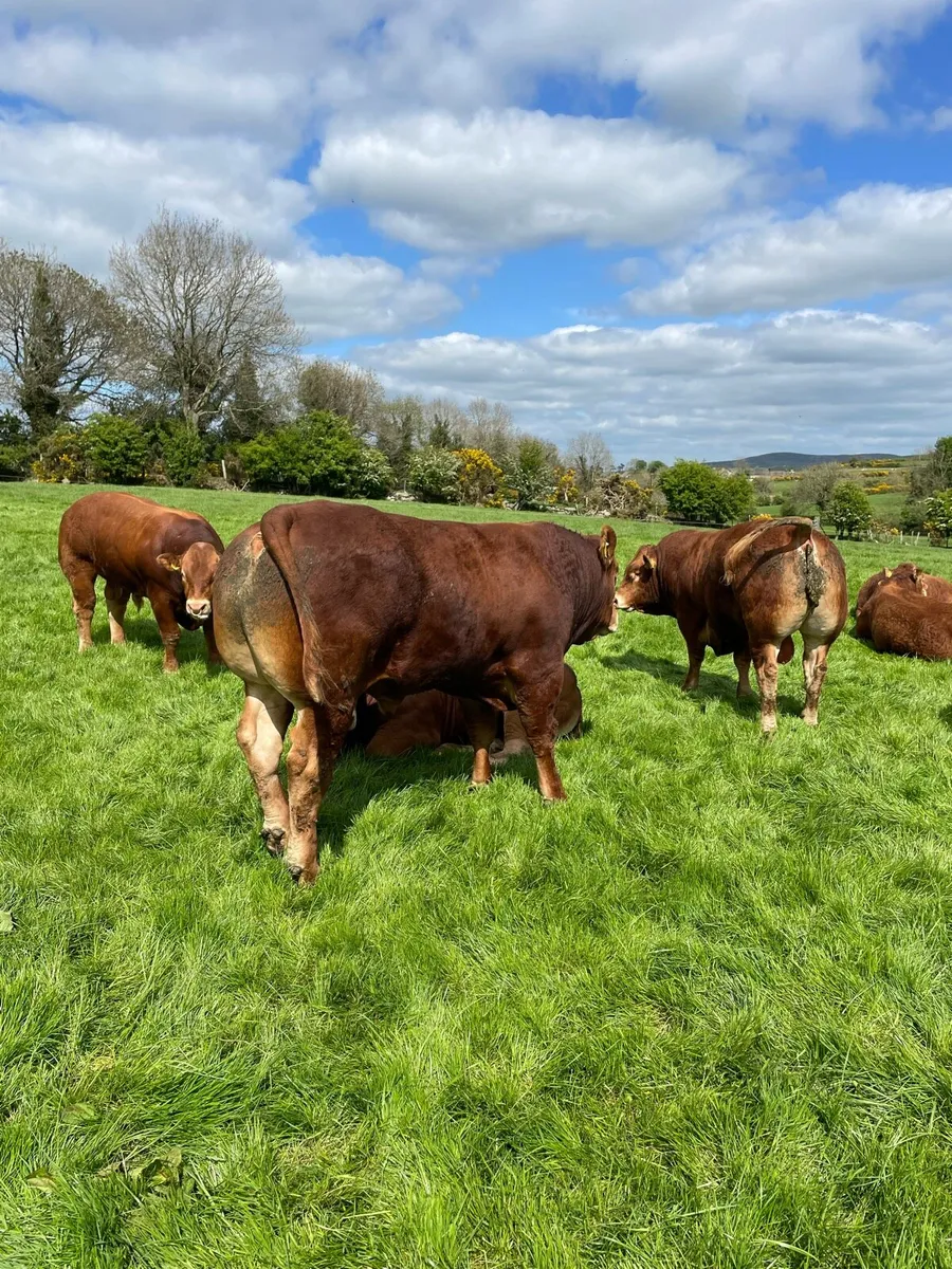 Pedigree limousin bulls and heifers - Image 1