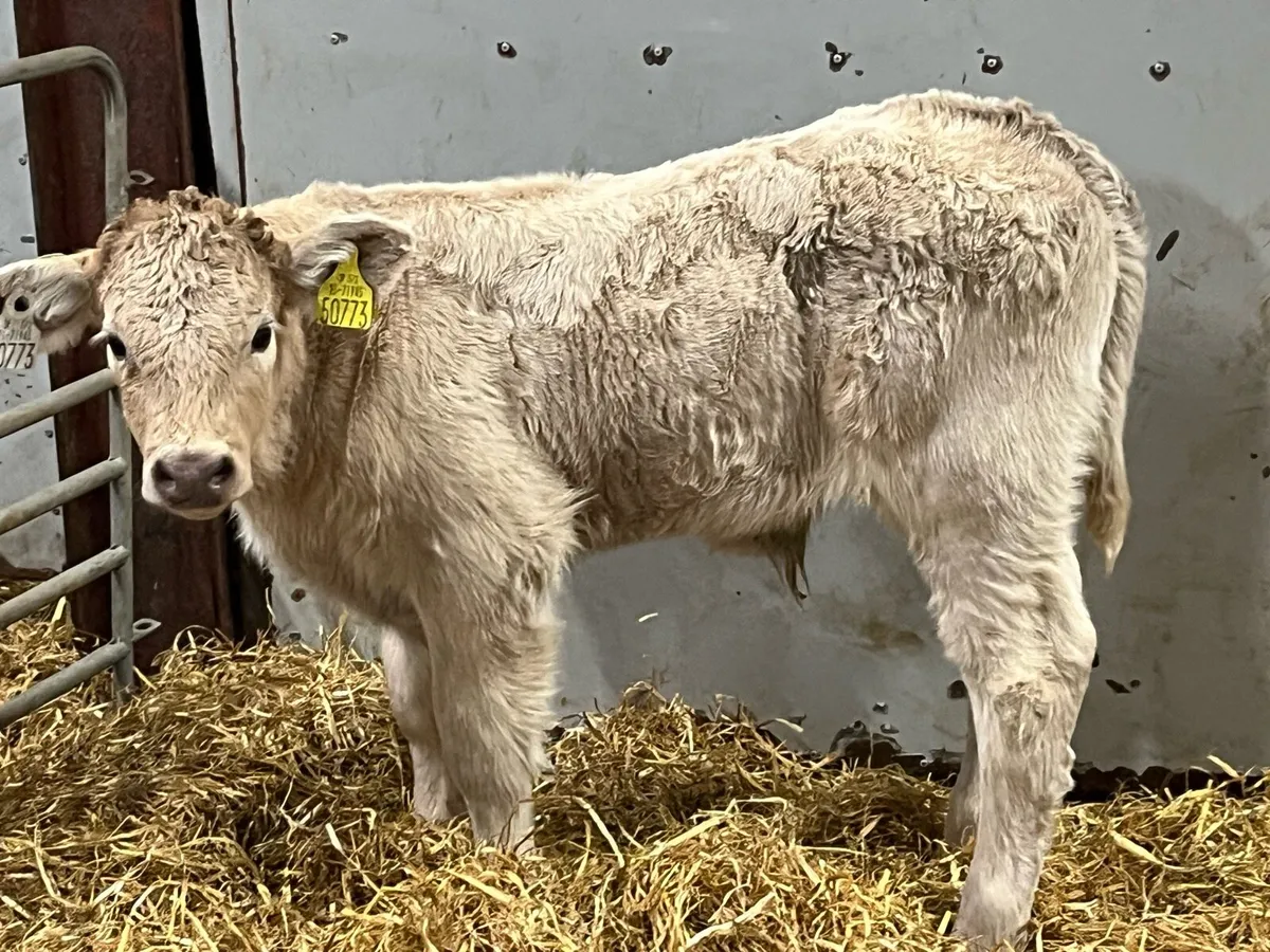 Super CH Suckler Bred Bull Calf - Image 2