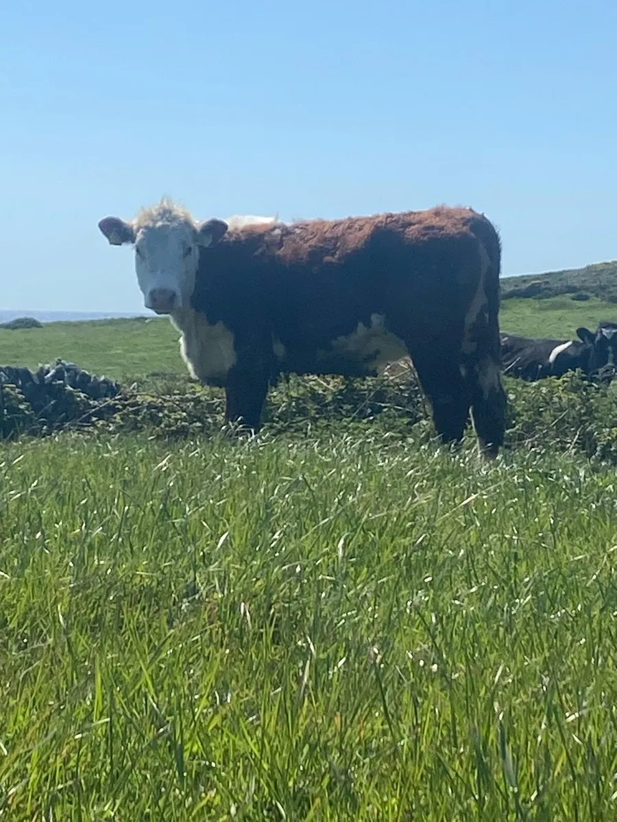 PBR Hereford Heifer - Image 1