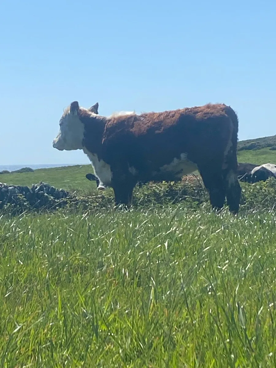 PBR Hereford Heifer - Image 2