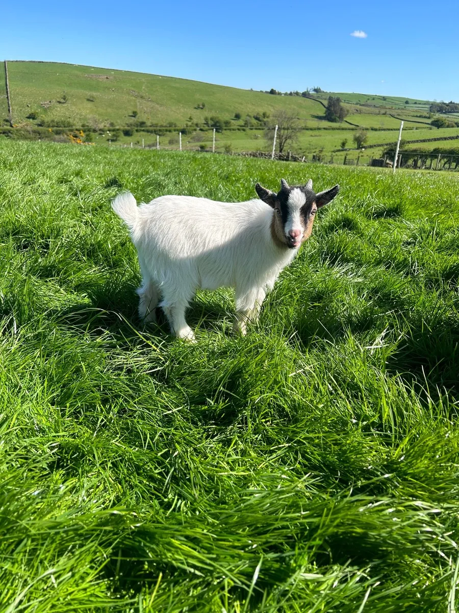 Pygmy goats - Image 2