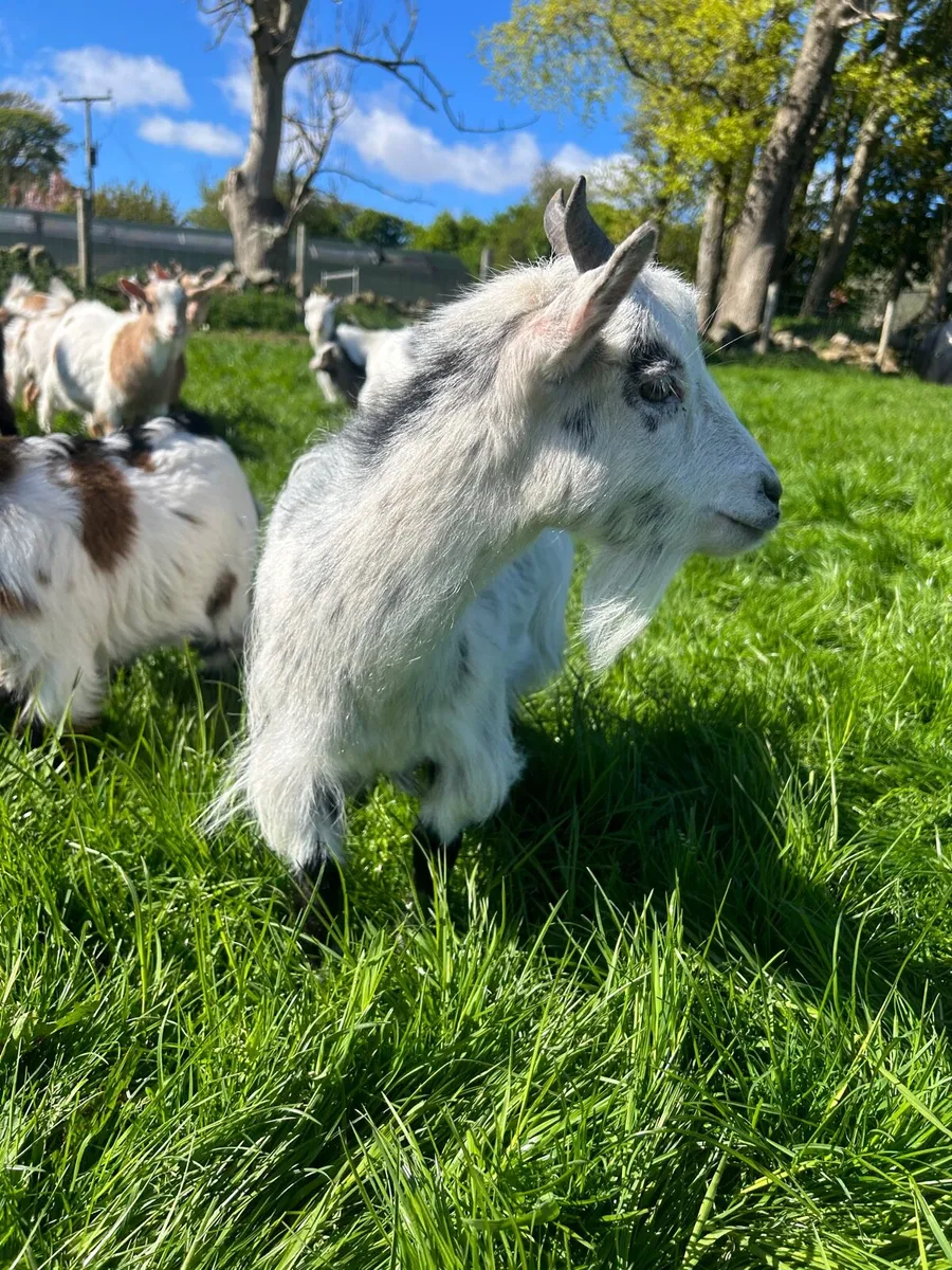 Pygmy goats - Image 3