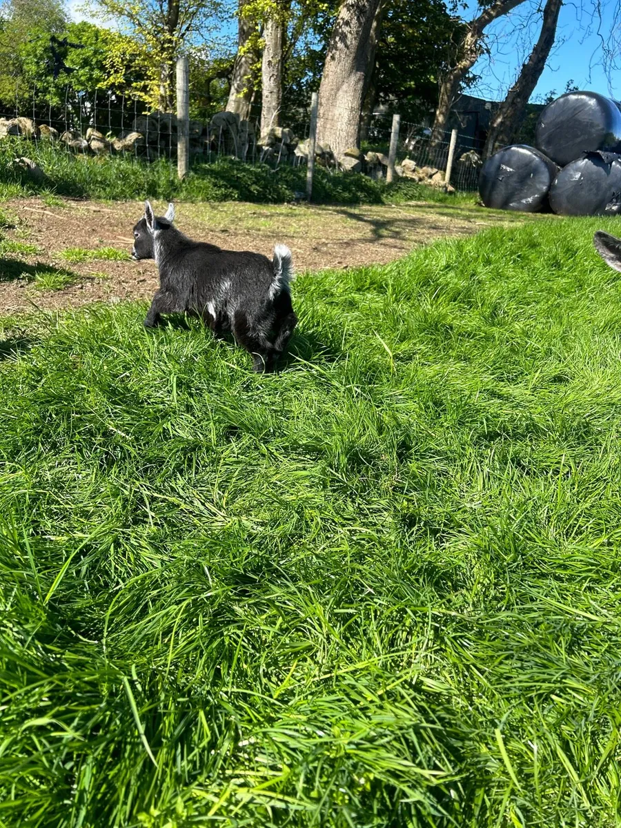 Pygmy goats - Image 4