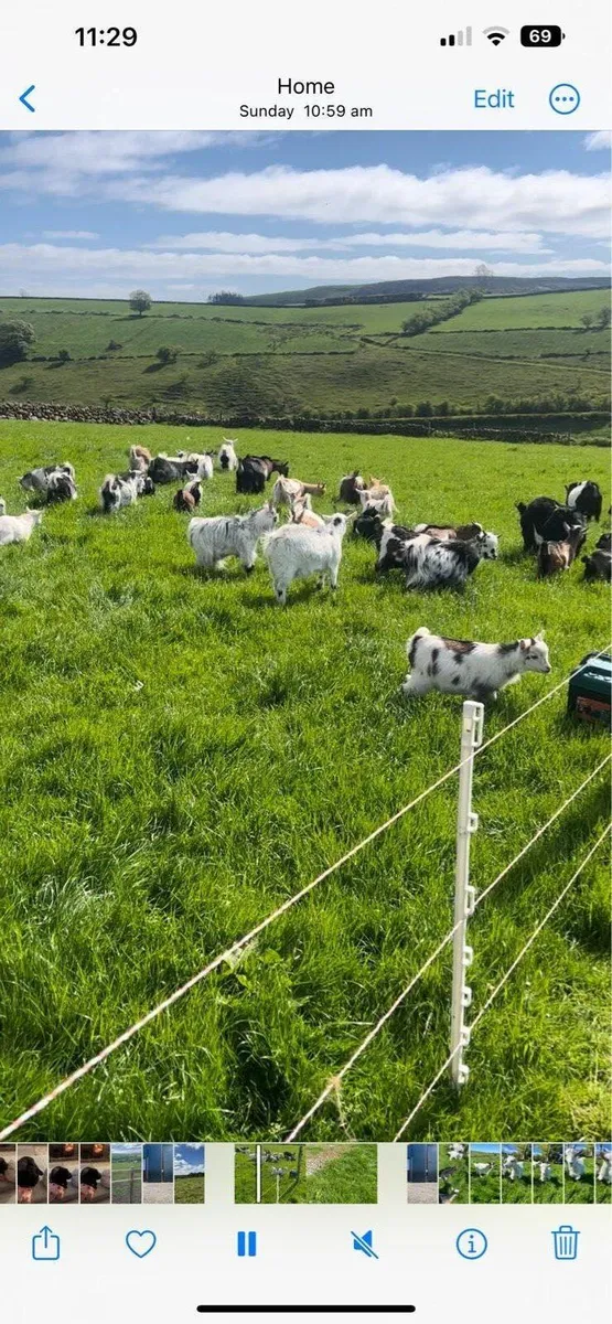 Pygmy goats - Image 1