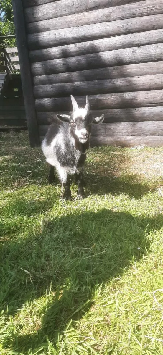 Pygmy Goats for sale - Image 3