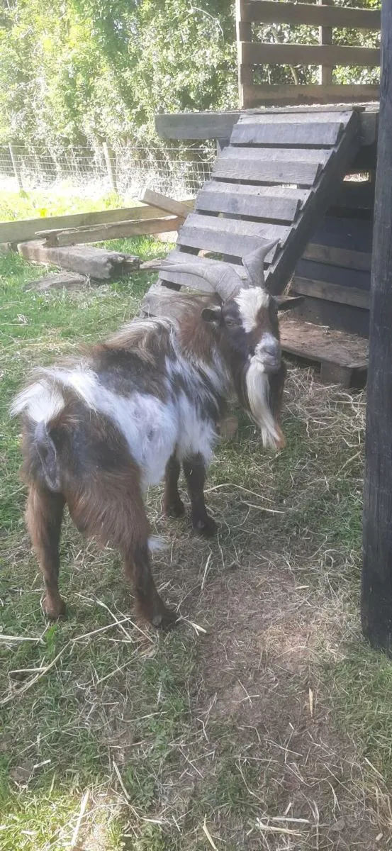 Pygmy Goats for sale - Image 4
