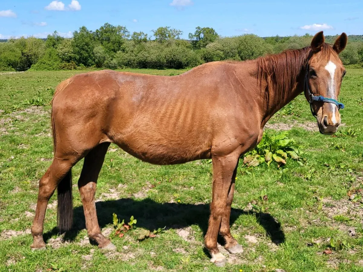 Thoroughbred Broodmare - Image 3