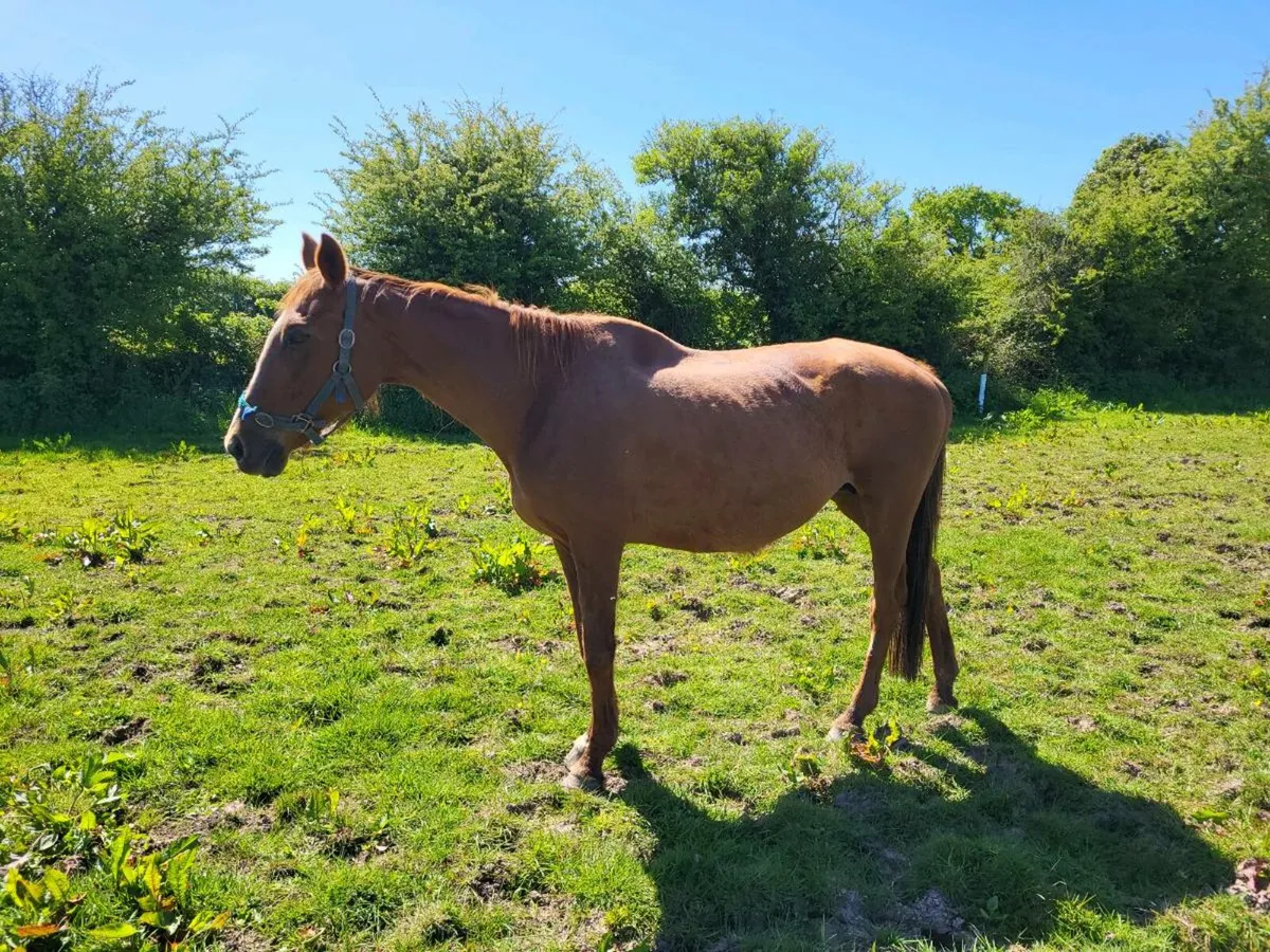 Thoroughbred Broodmare - Image 1