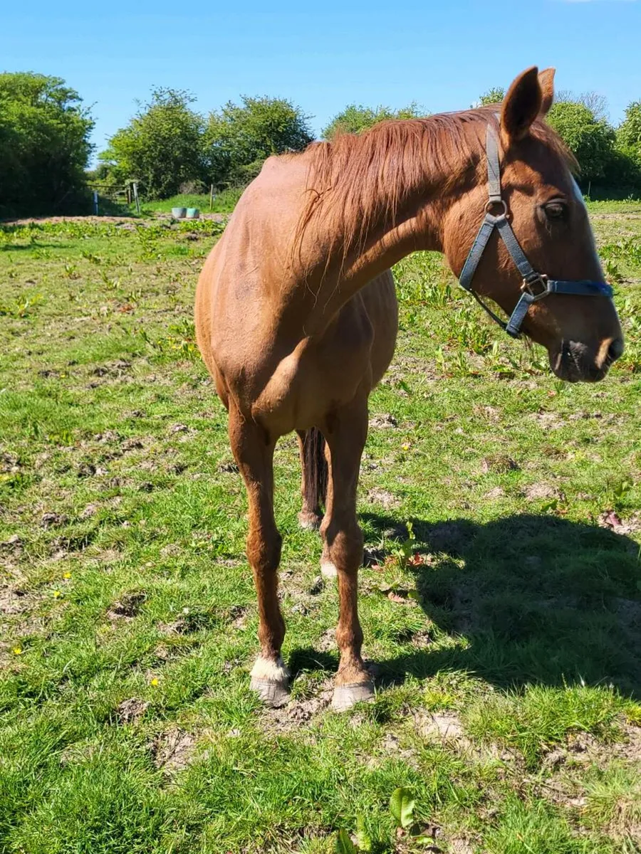 Thoroughbred Broodmare - Image 2