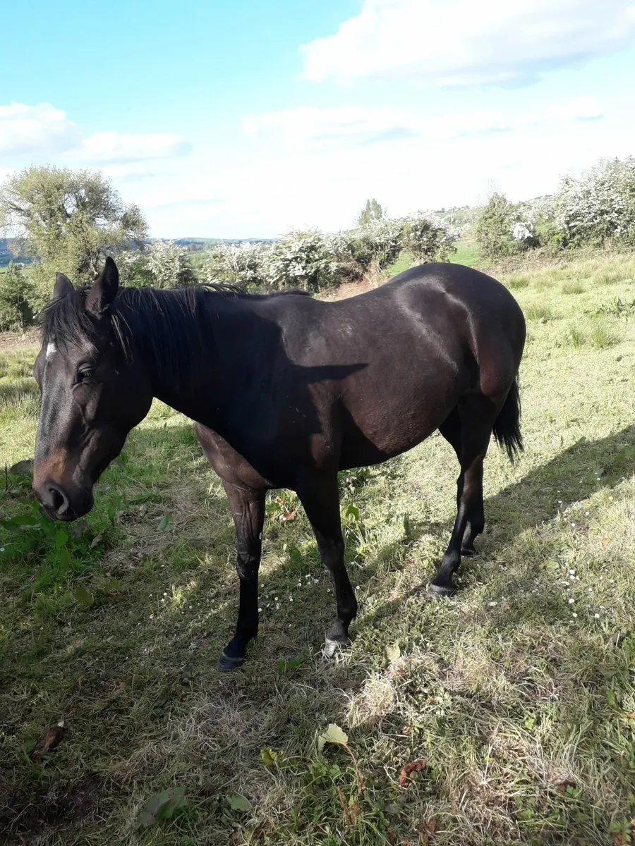 Horses - Image 2