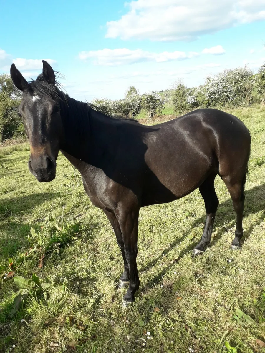 Horses - Image 3