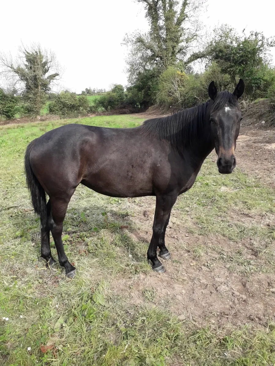 Horses - Image 4
