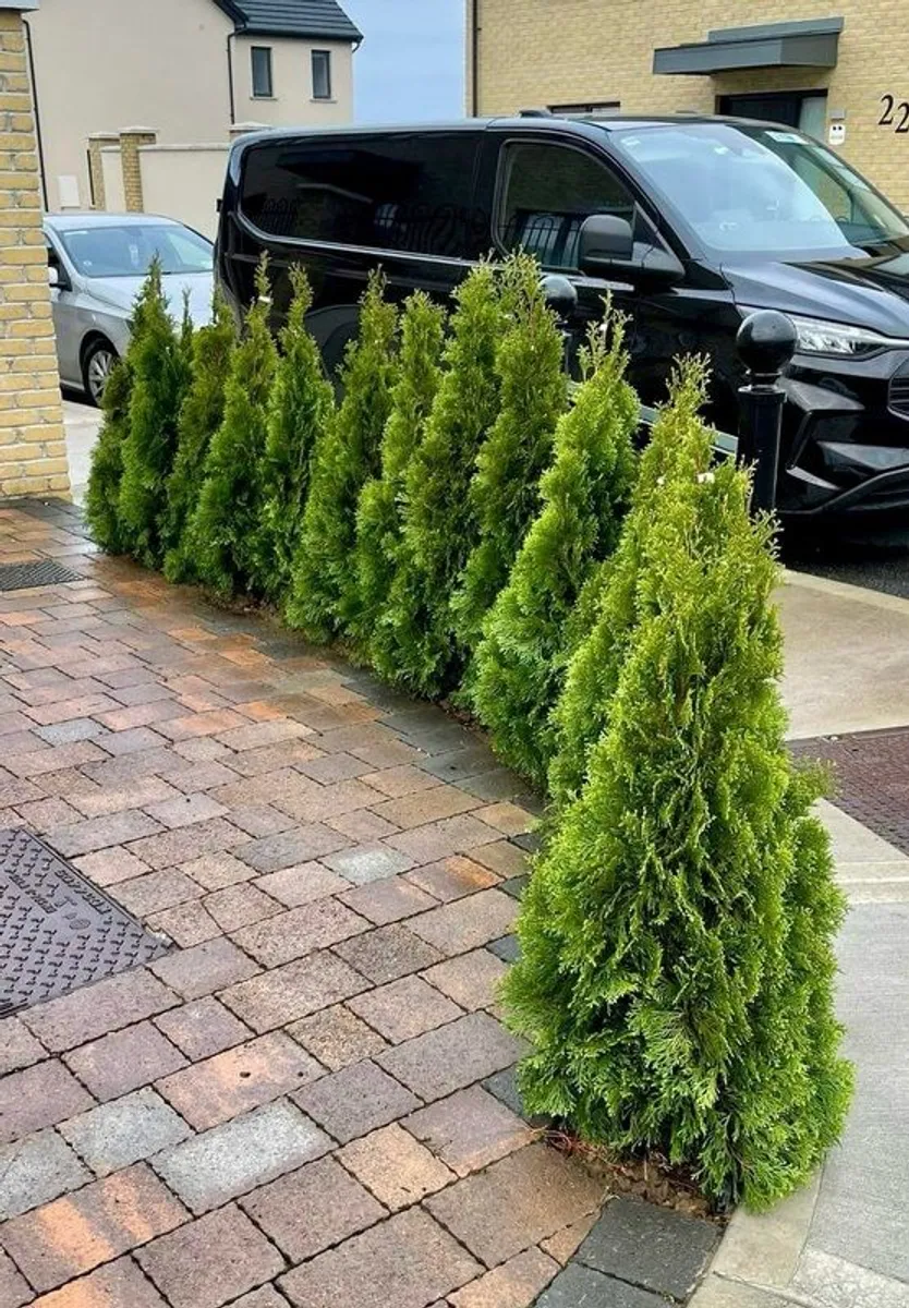 Trees for hedges - Image 1