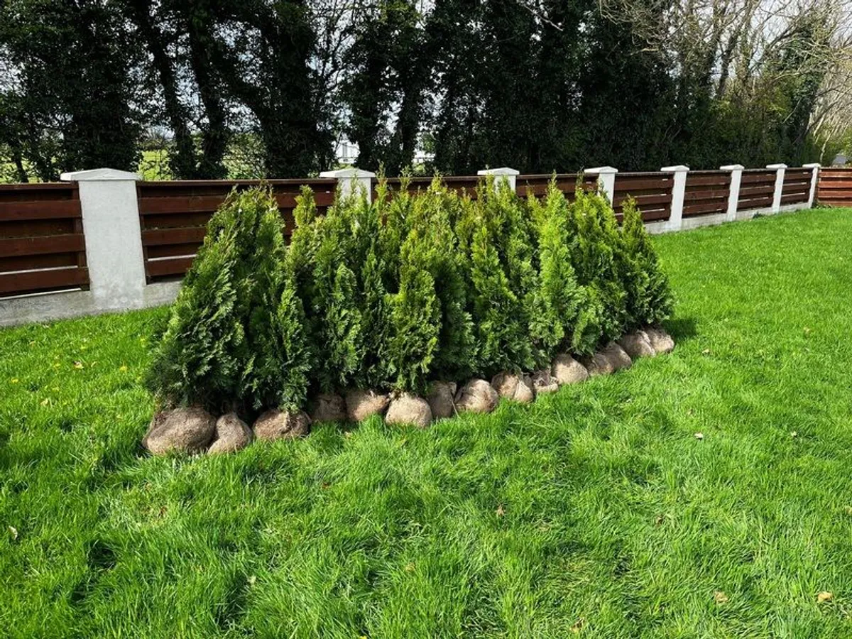Trees for hedges - Image 2