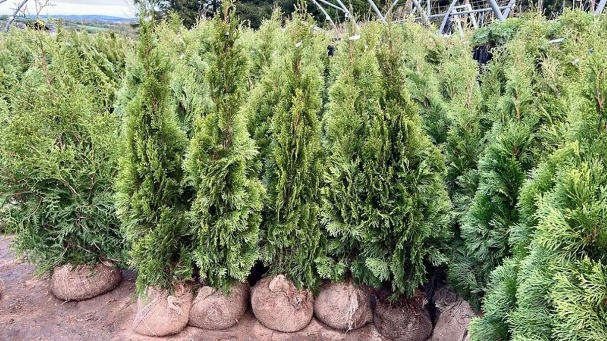 Trees for hedges - Image 3