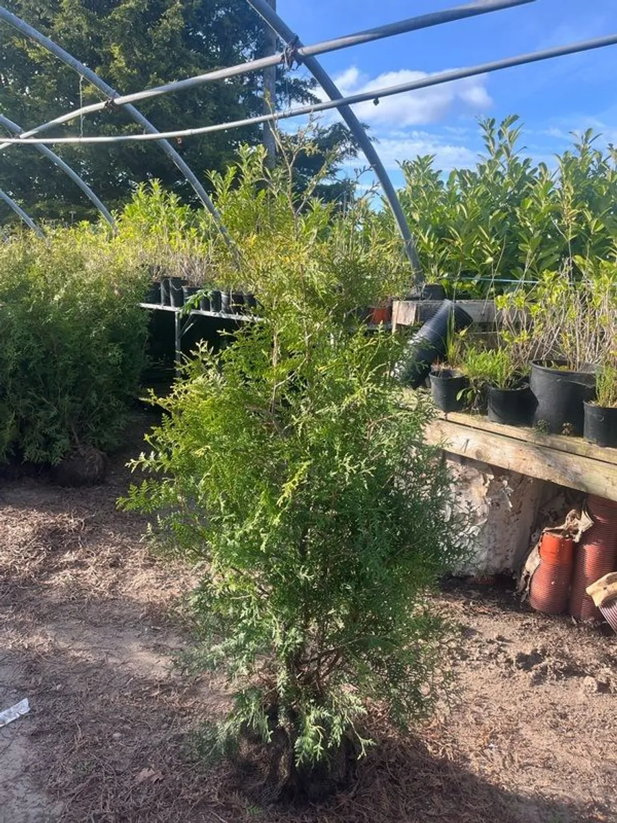 Trees for hedges - Image 2