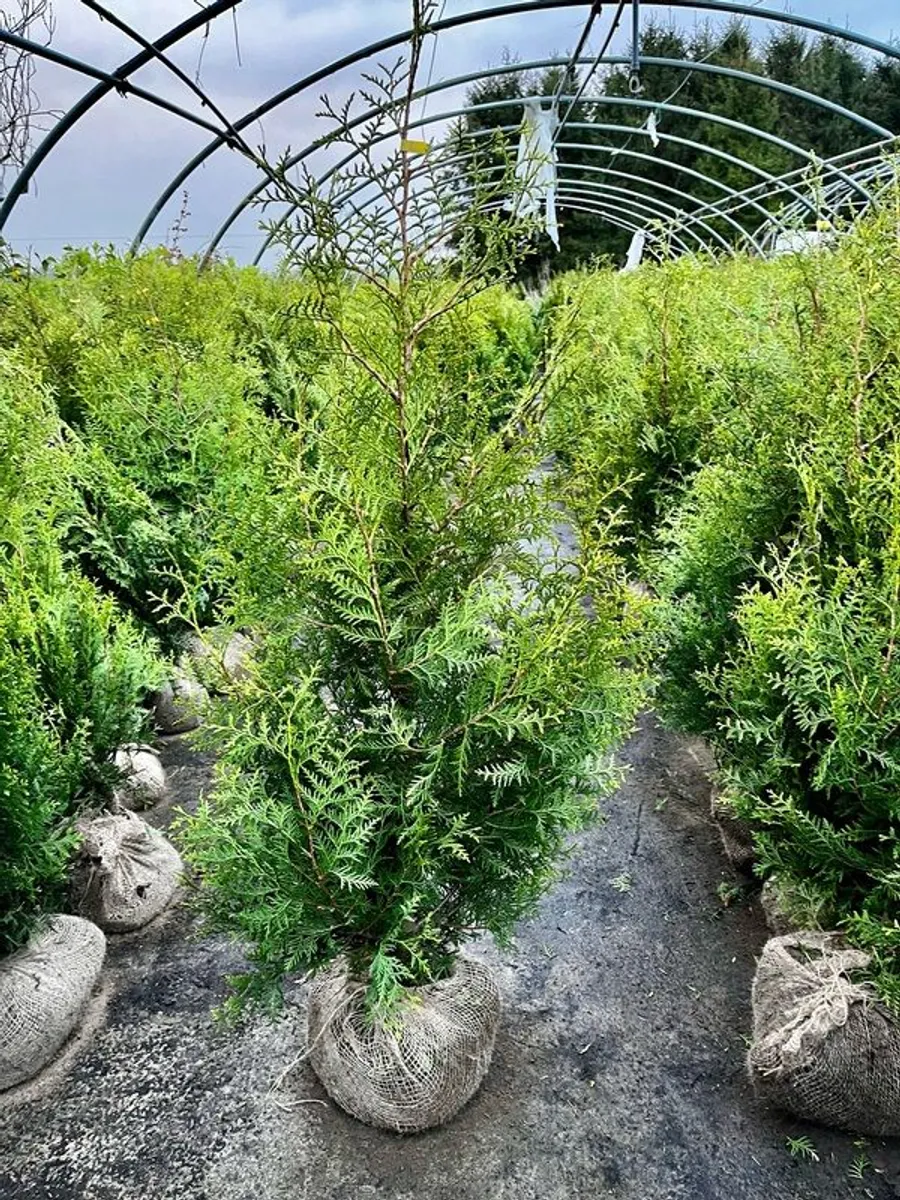 Trees for hedges - Image 3