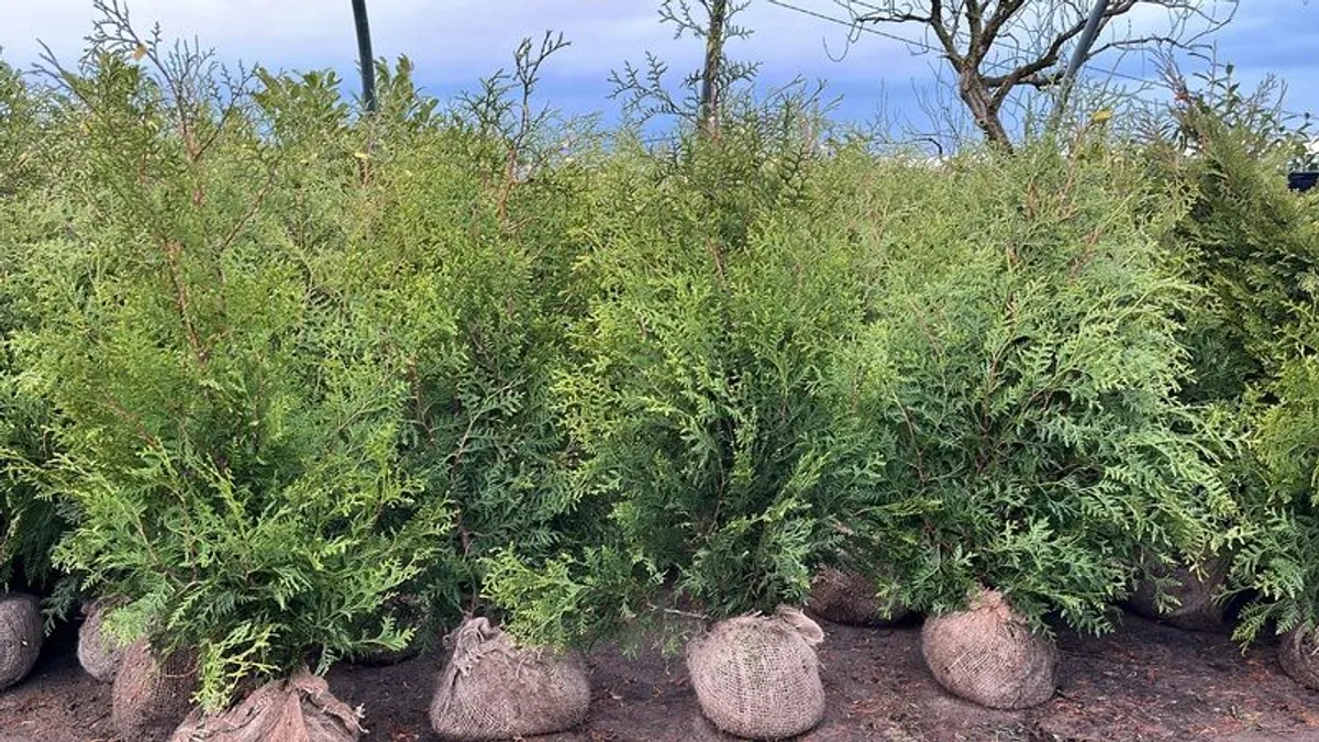 Trees for hedges - Image 4