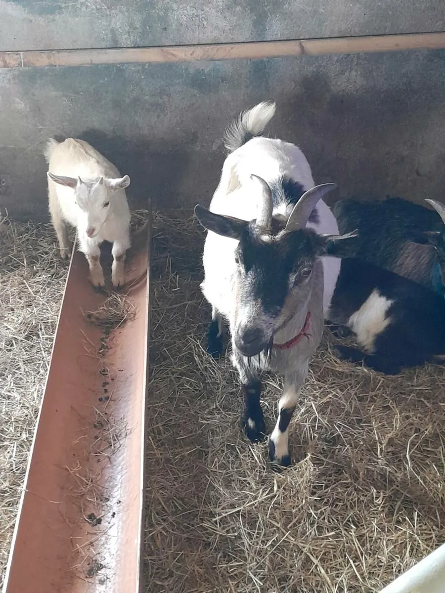 Pygmy goats, adults and kids - Image 1
