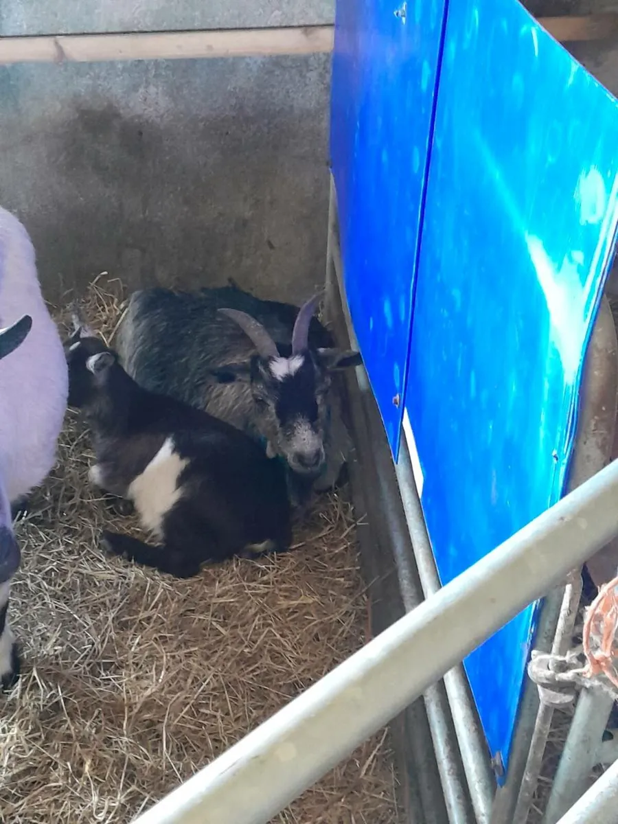 Pygmy goats, adults and kids - Image 4
