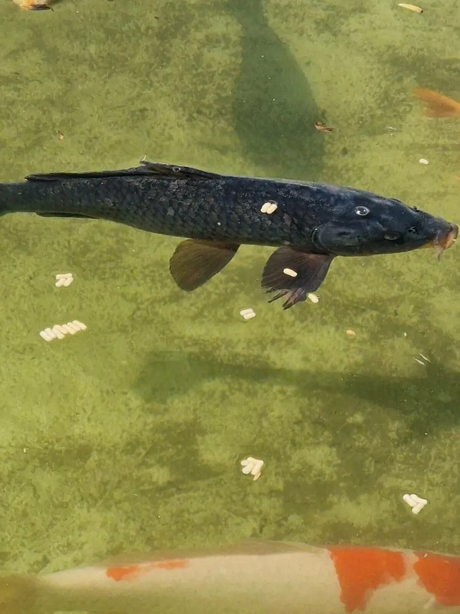 Koi, goldfish - Image 1