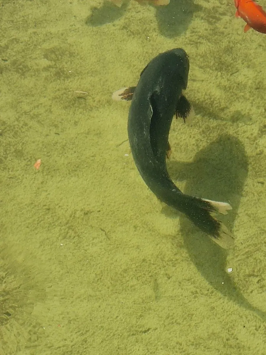Koi, goldfish - Image 2