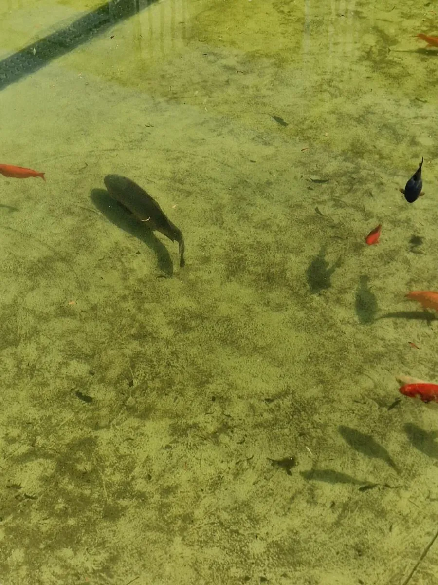 Koi, goldfish - Image 3
