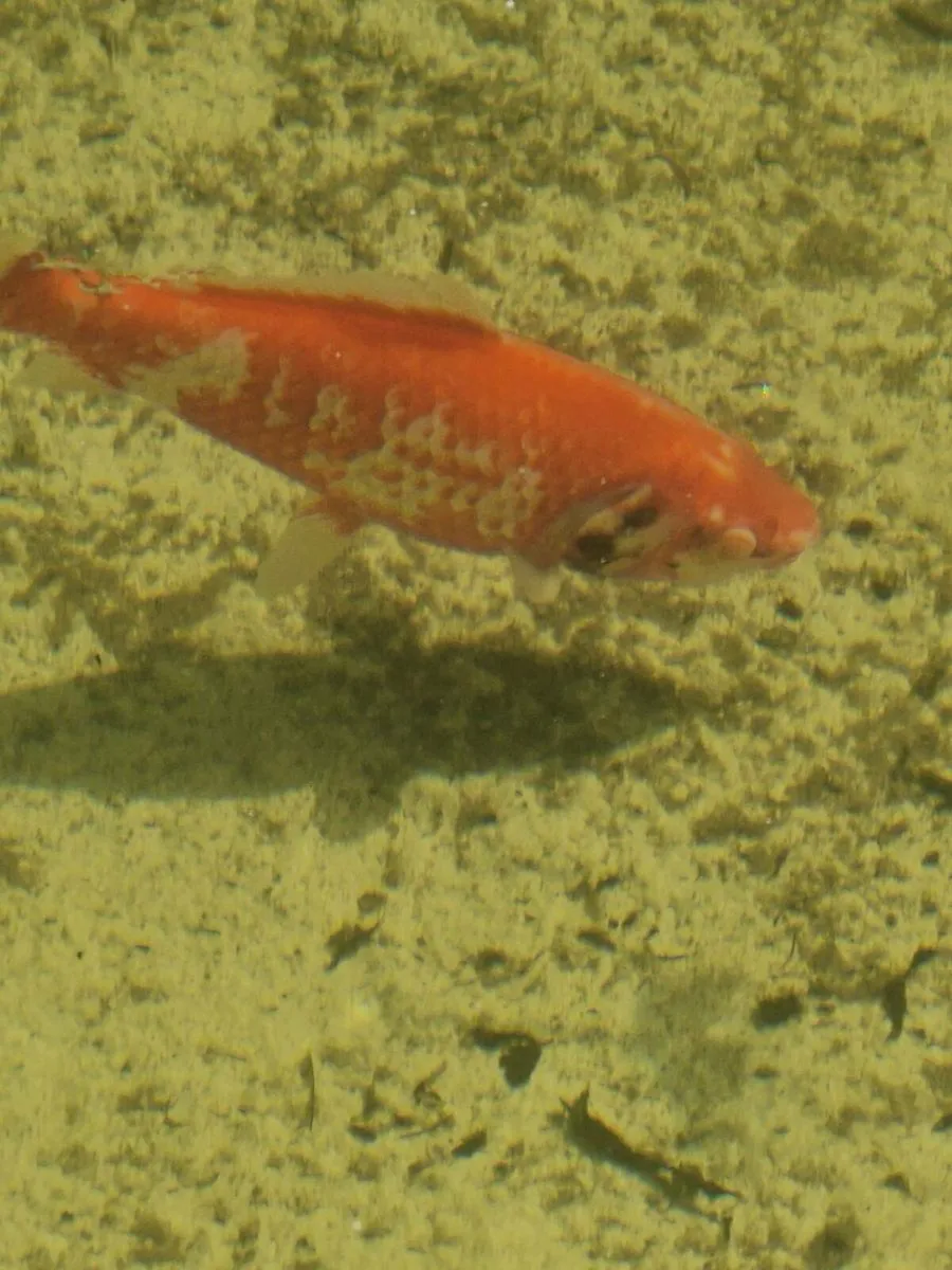 Koi, goldfish - Image 4