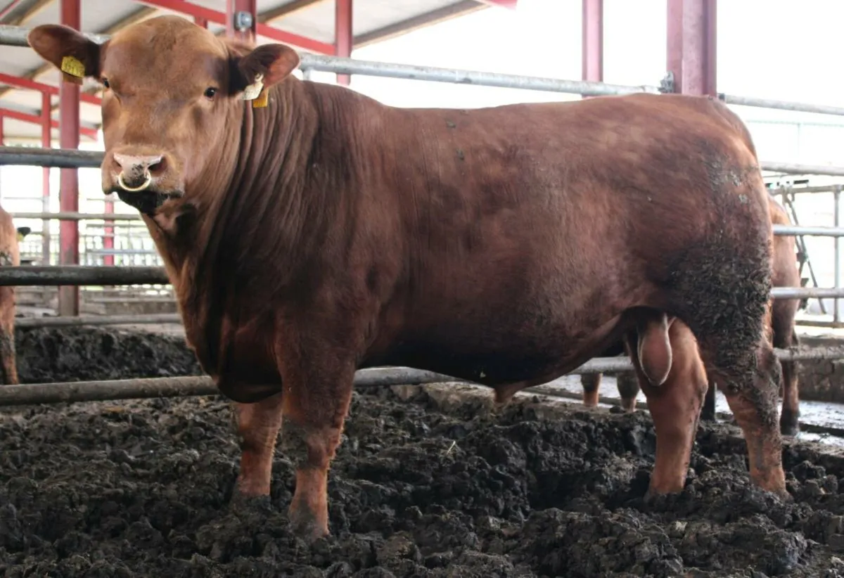 Lisduff Angus Online Bull Sale 9th May - Image 4