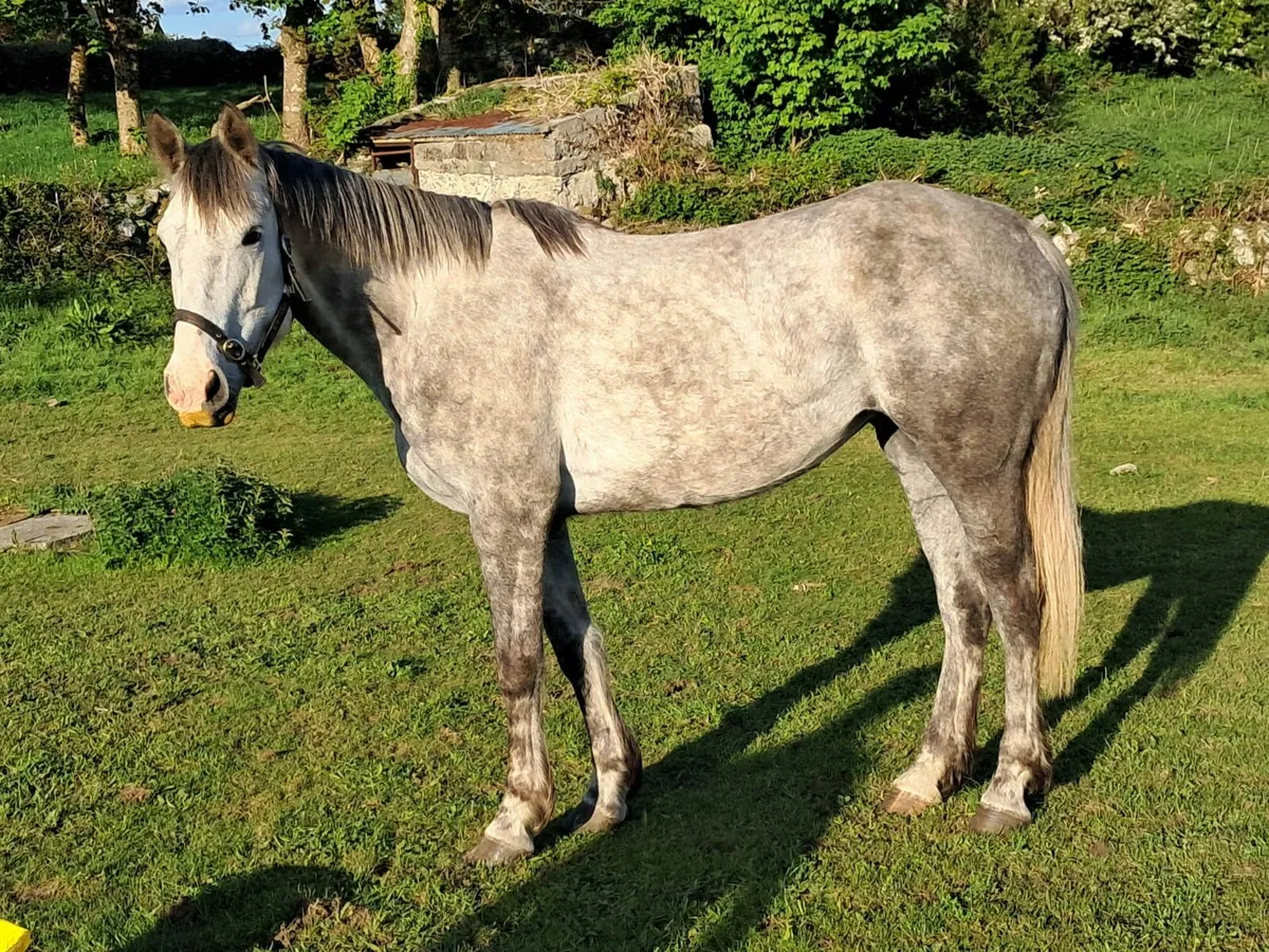 TIH 5 yr old Mare - Image 2
