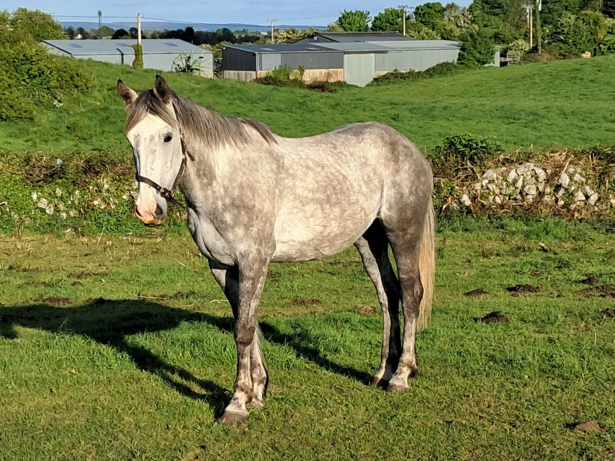 TIH 5 yr old Mare - Image 1