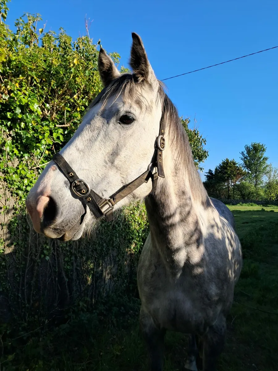 TIH 5 yr old Mare - Image 3