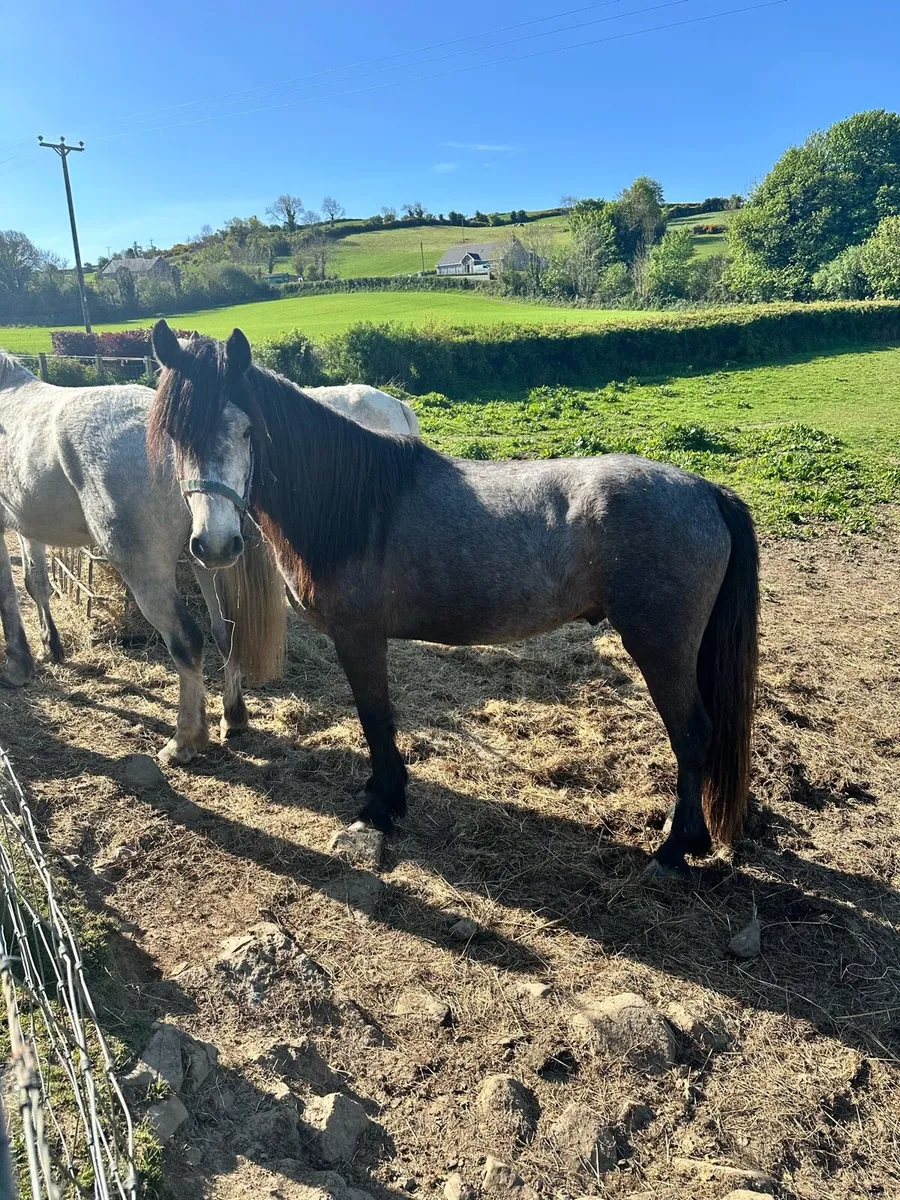 3 year old Connemara - Image 1