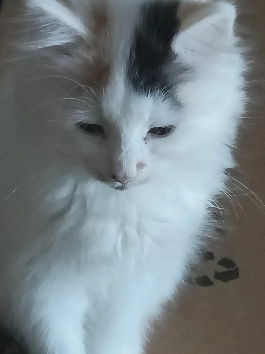 Turkish Van mix Persian kittens - Image 2