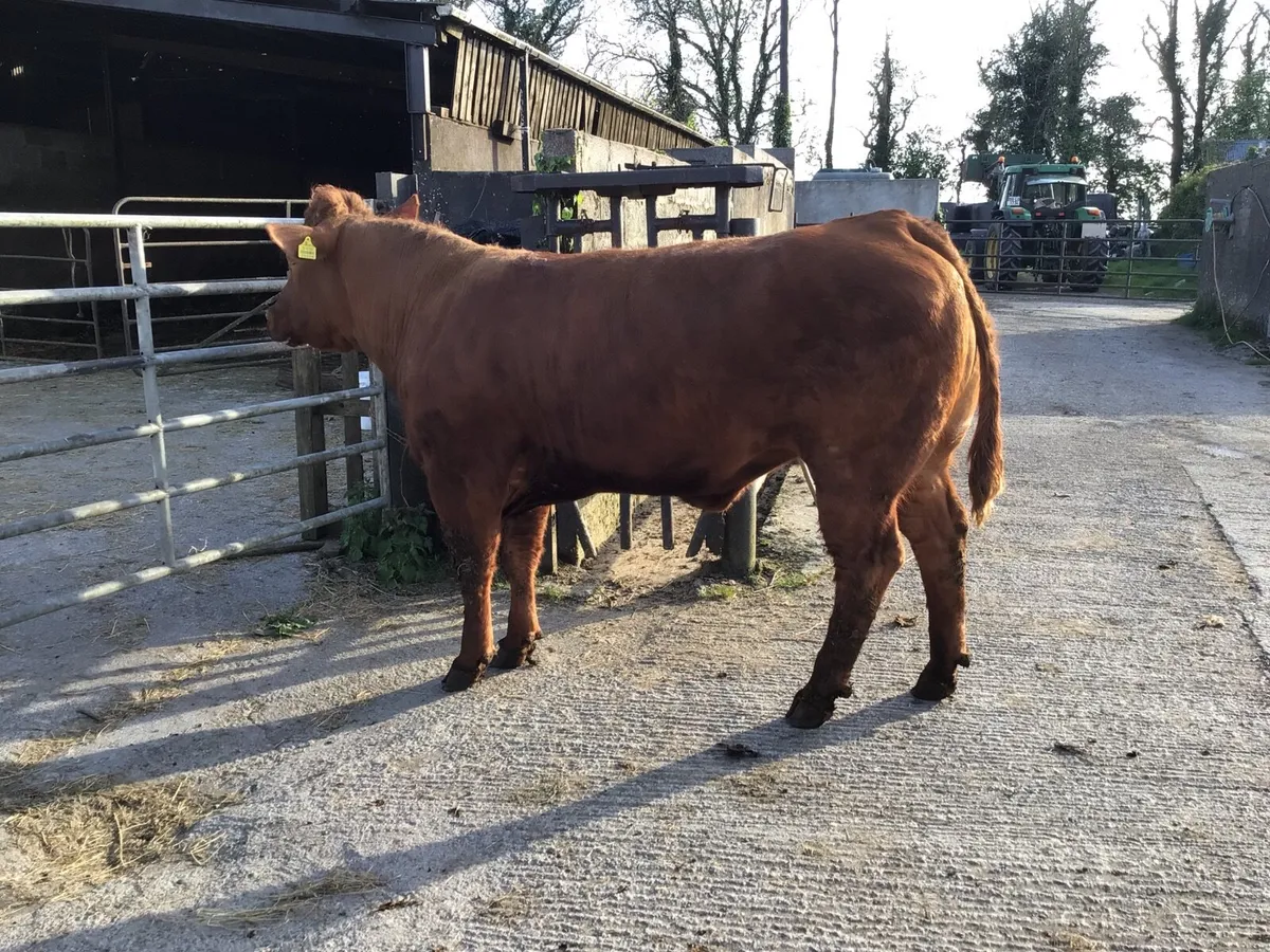 Heifers - Image 2