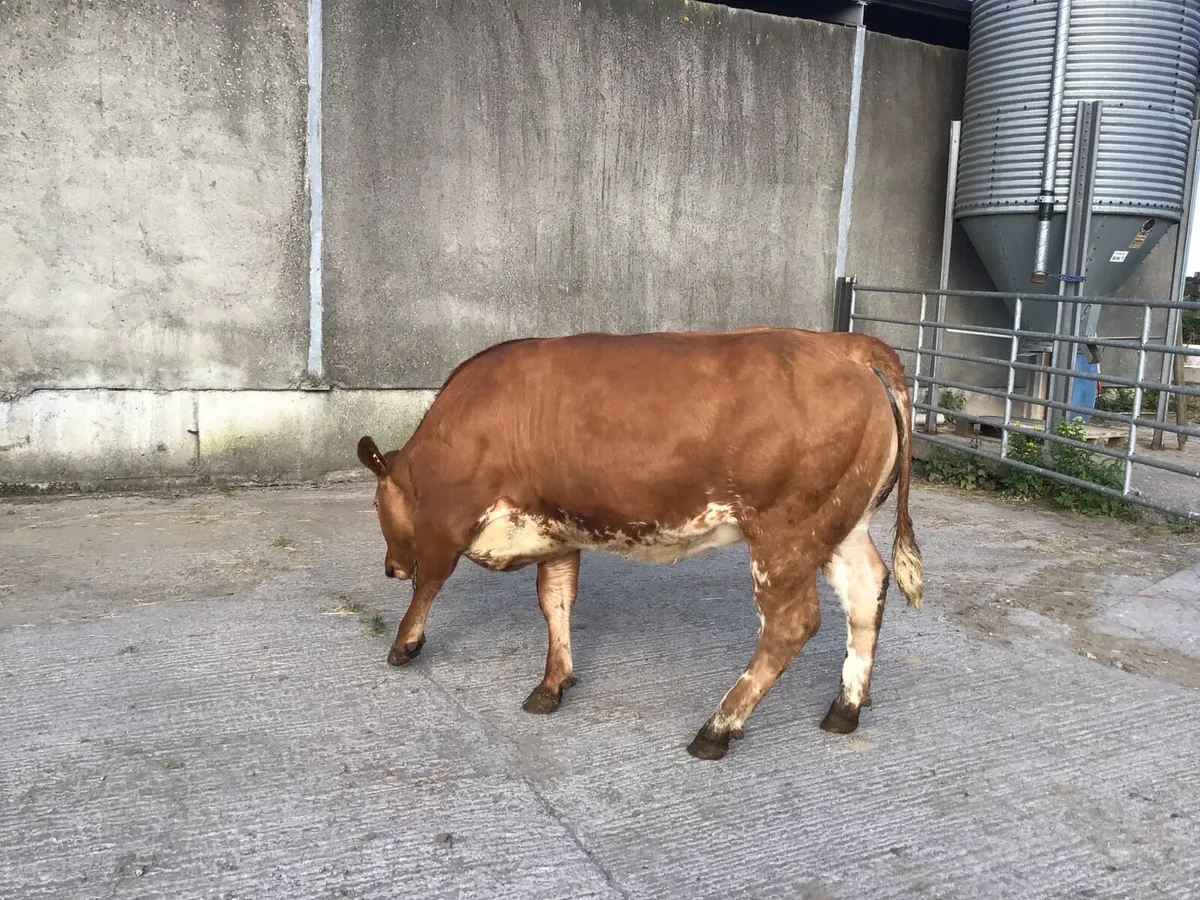 Heifers - Image 3