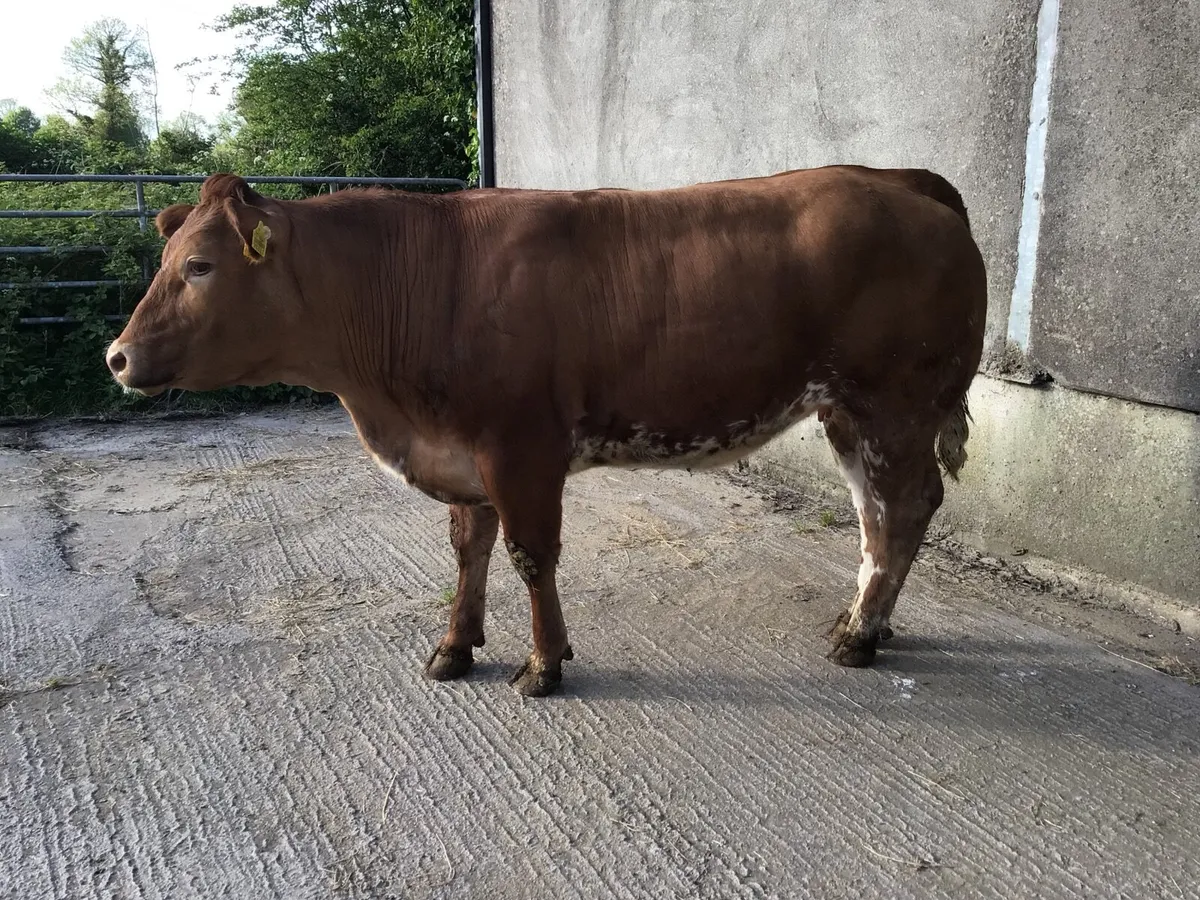 Heifers - Image 4