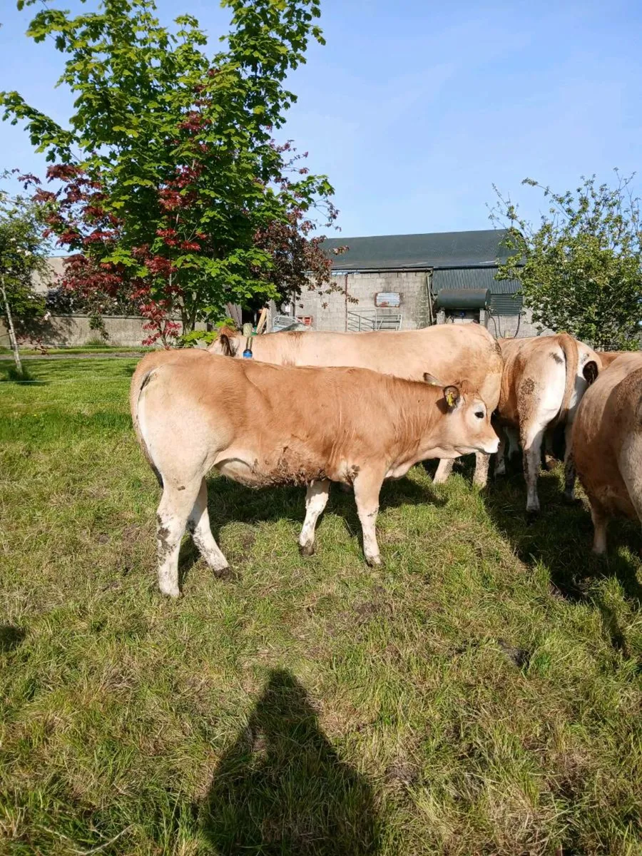Pedigree aubrac  heifers for sale - Image 2