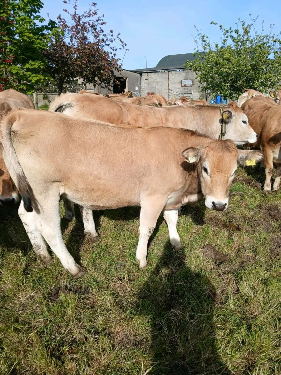 Pedigree aubrac  heifers for sale - Image 3