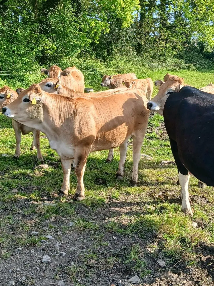 Pedigree aubrac  heifers for sale - Image 4