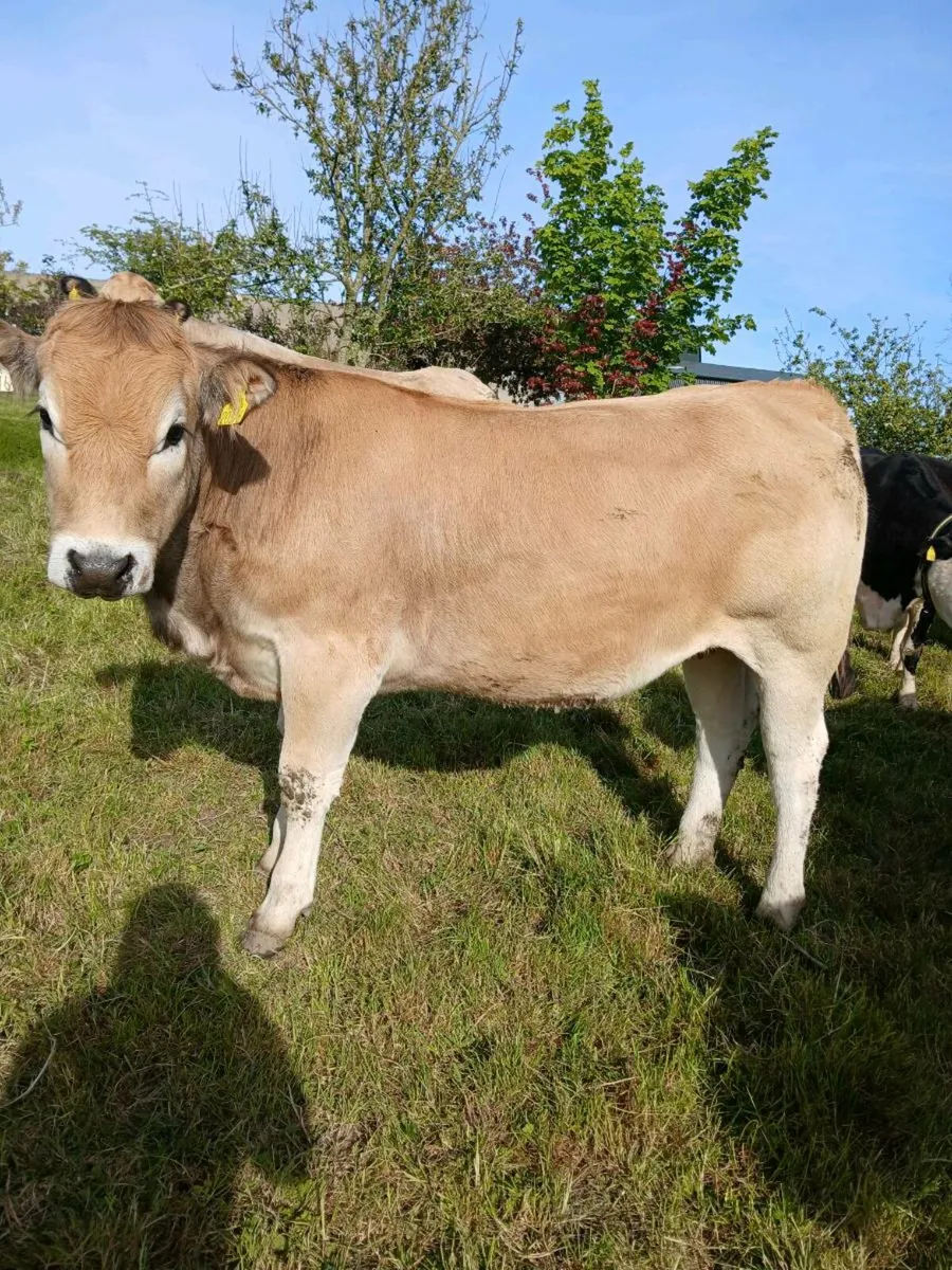 Pedigree aubrac  heifers for sale - Image 1