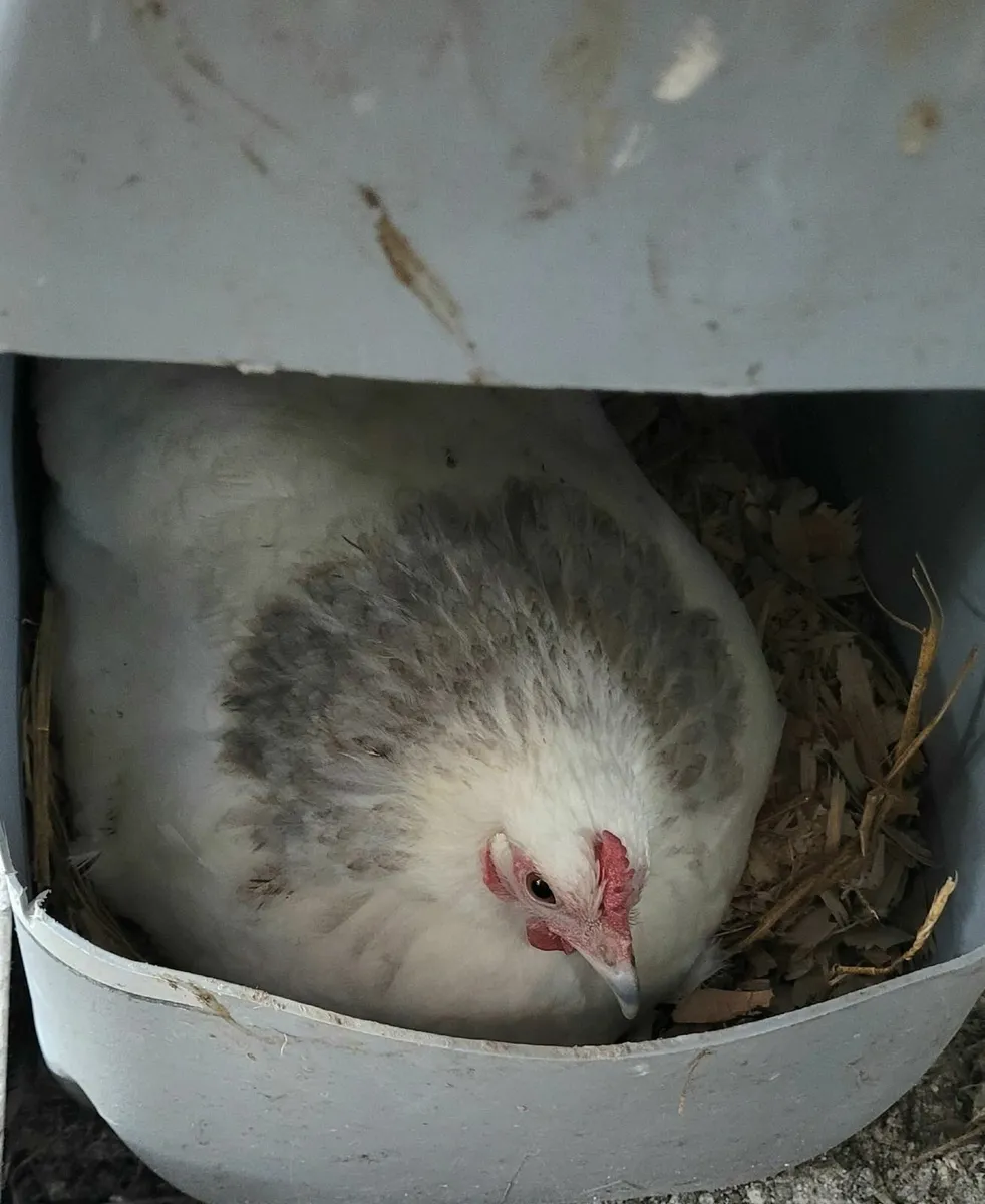 hatching hen