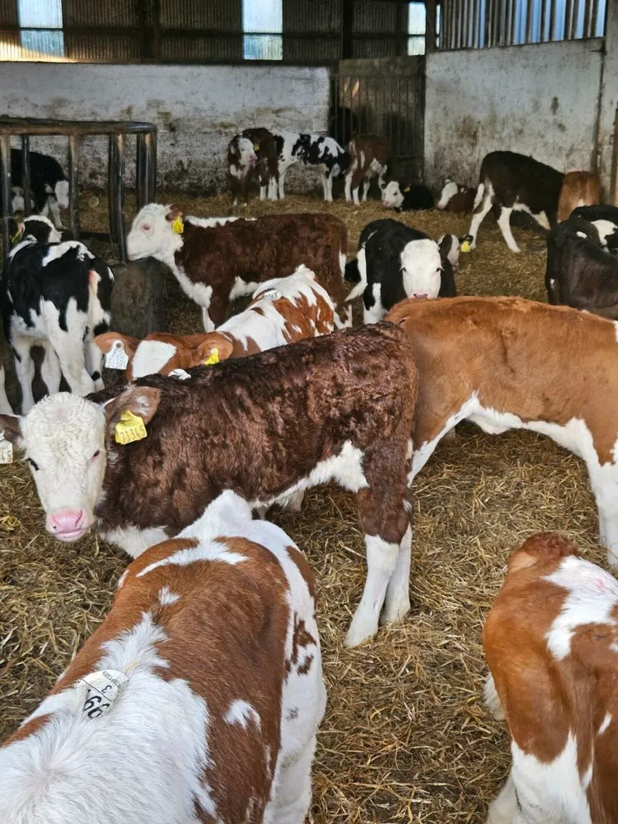 Calves - Image 1