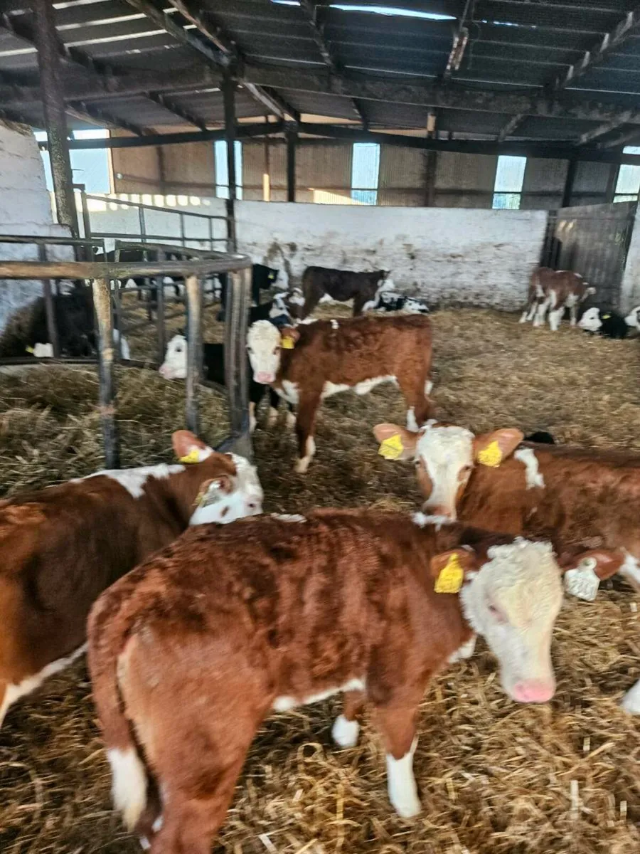 Calves - Image 2