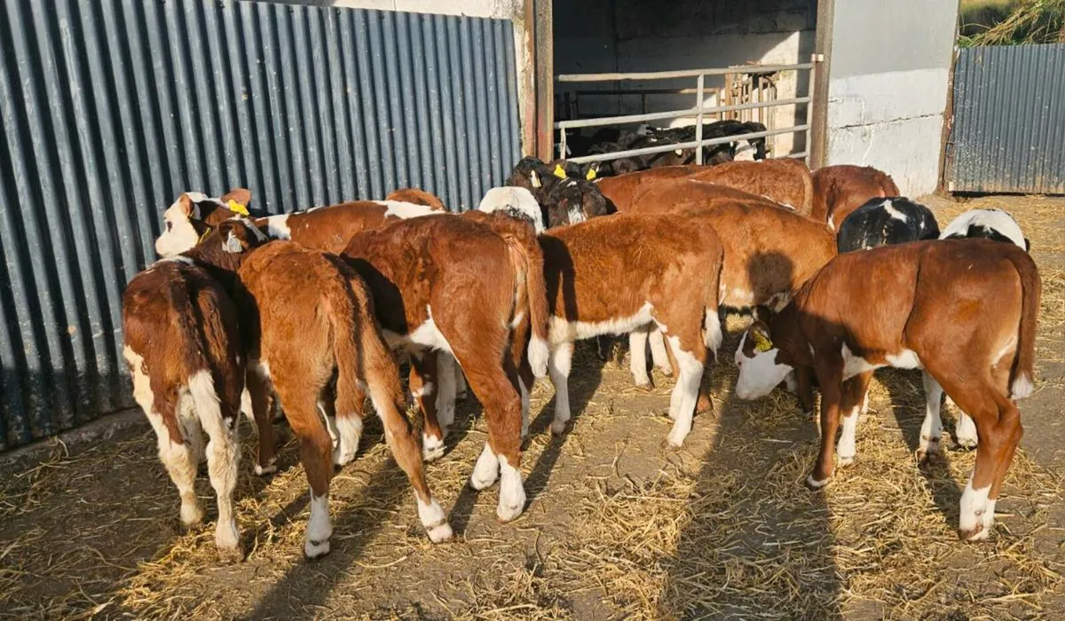 Calves - Image 3