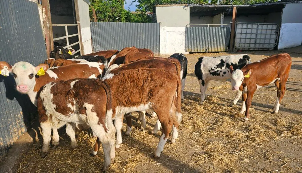 Calves - Image 4
