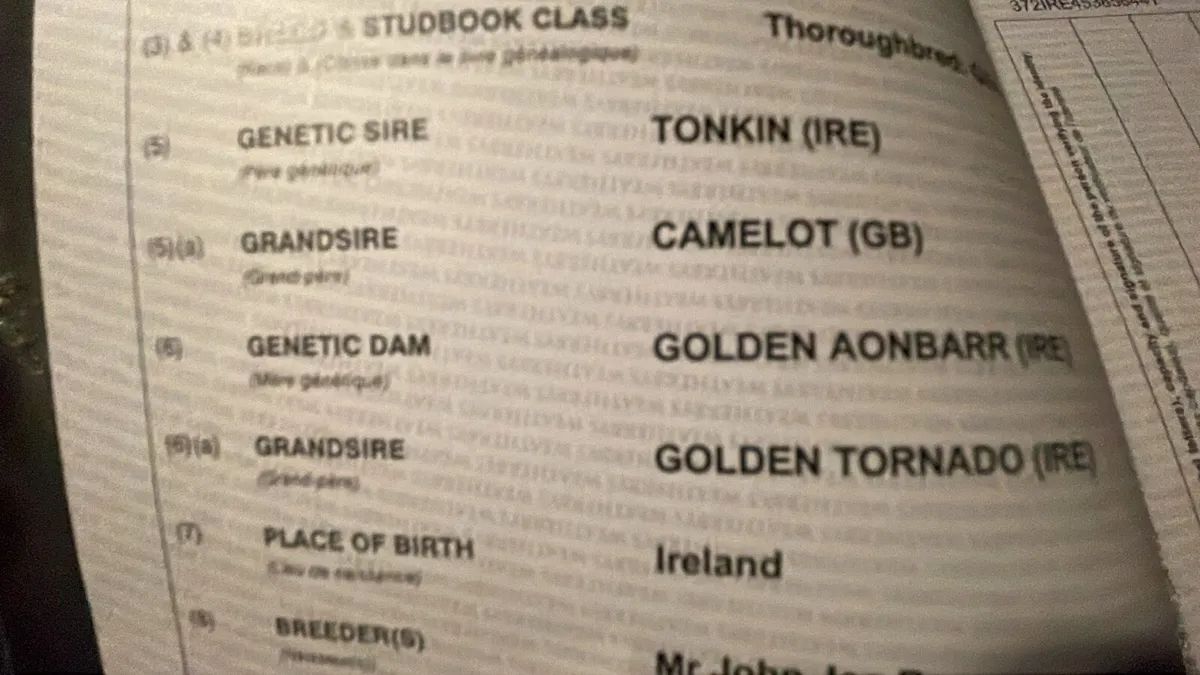 Tb geldings - Image 3