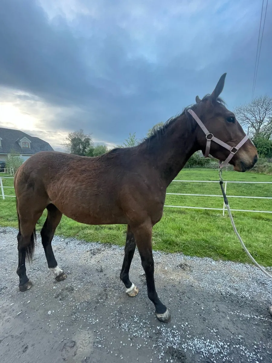 Tb geldings - Image 4