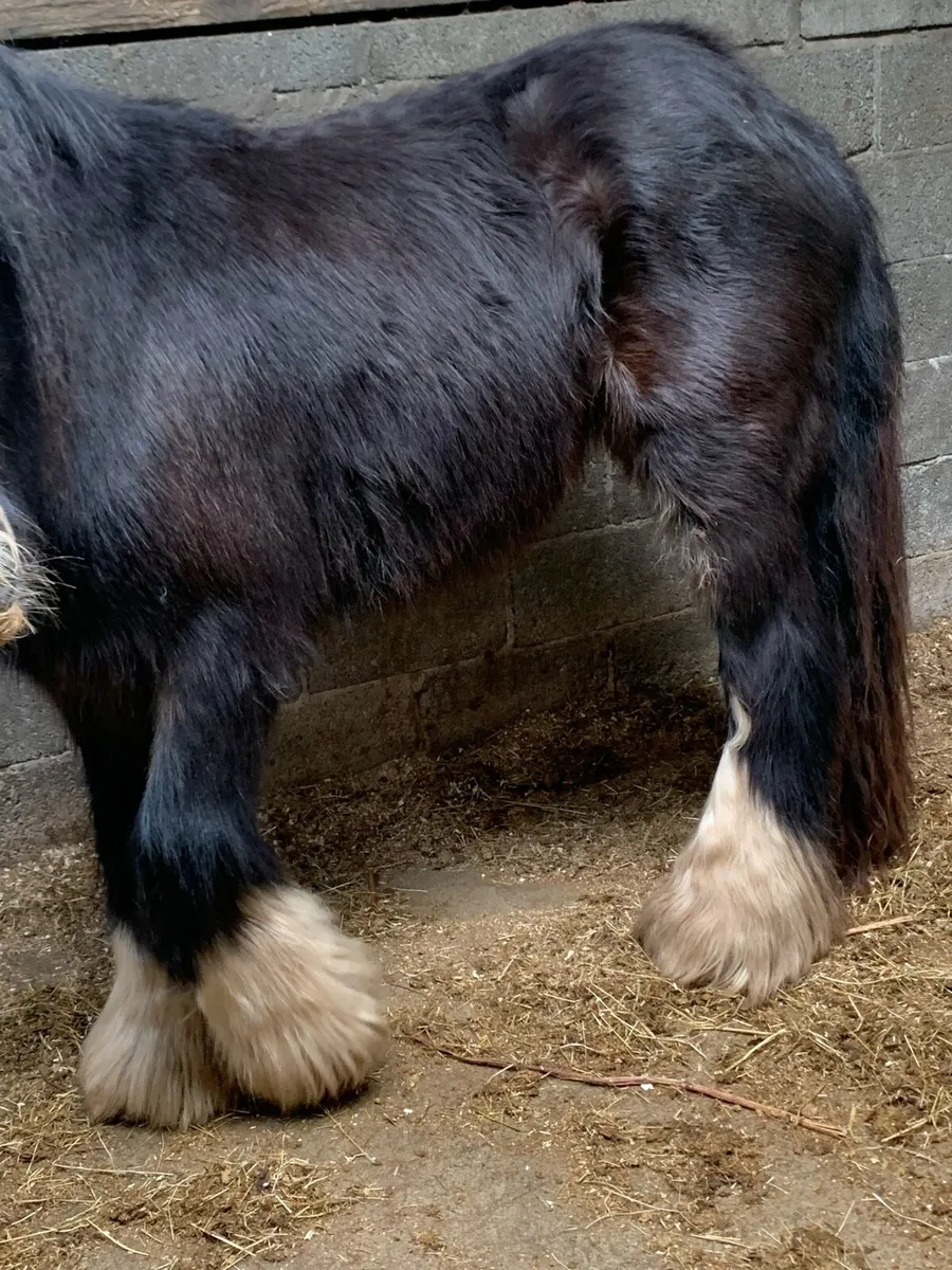 Horses - Image 2