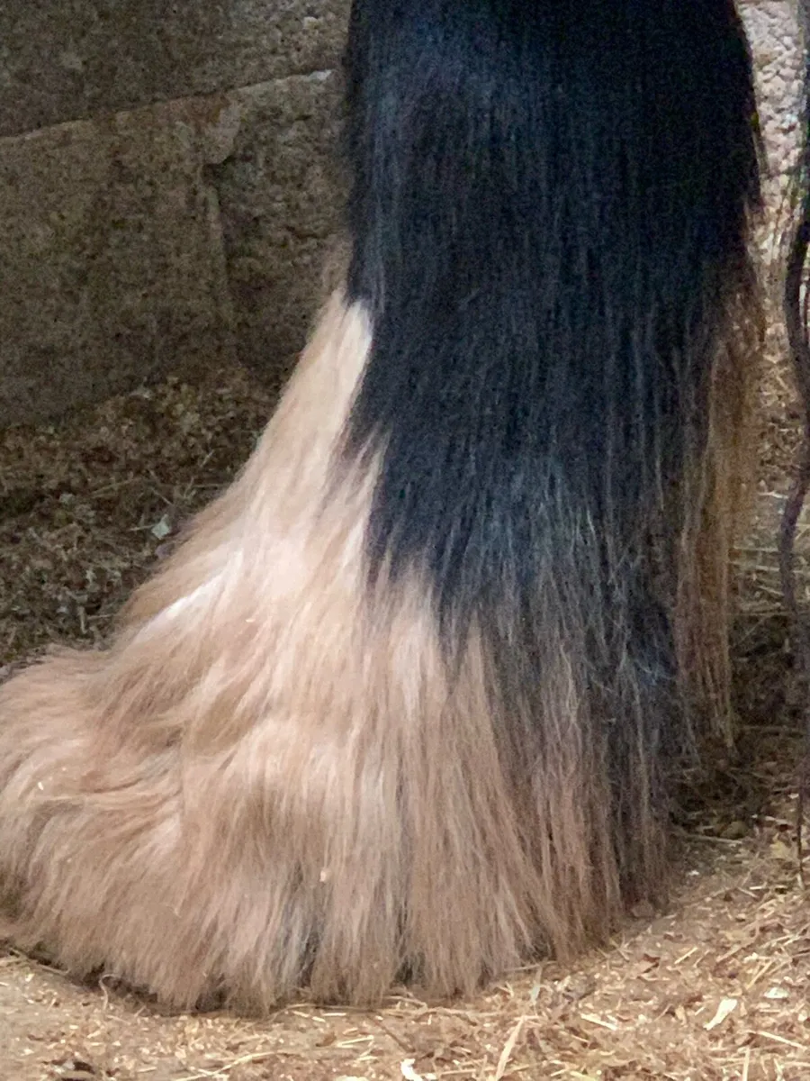 Horses - Image 3